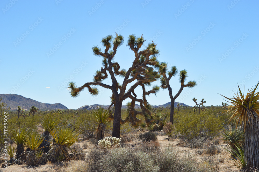 Extraordinary stone formations and yucca in nature in the Joshua tree National park, California Extraordinary stone formations and yucca in nature in the Joshua tree National park, California