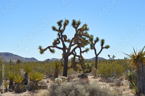 Extraordinary stone formations and yucca in nature in the Joshua tree National park, California