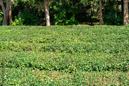 Landscape of tea plantation hill in Northern Thailand.