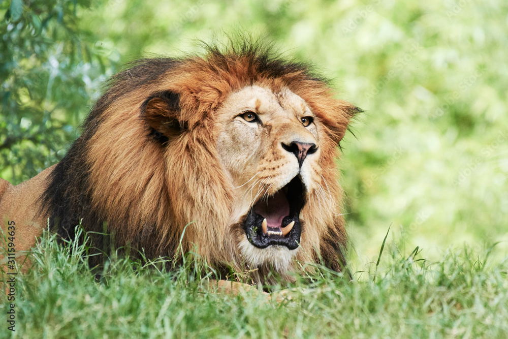 Portrait of South African lion (Panthera leo krugeri) relaxing in a meadow at ZOO Portrait of South African lion (Panthera leo krugeri) relaxing in a meadow at ZOO