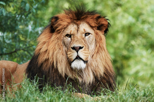 Portrait of South African lion  Panthera leo krugeri  relaxing in a meadow at ZOO