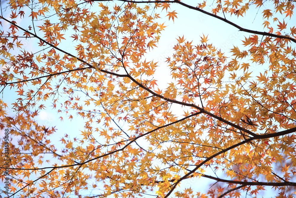 Autumnal landscape of Suizawa maple valley in the Mie Prefecture of Japan Autumnal landscape of Suizawa maple valley in the Mie Prefecture of Japan