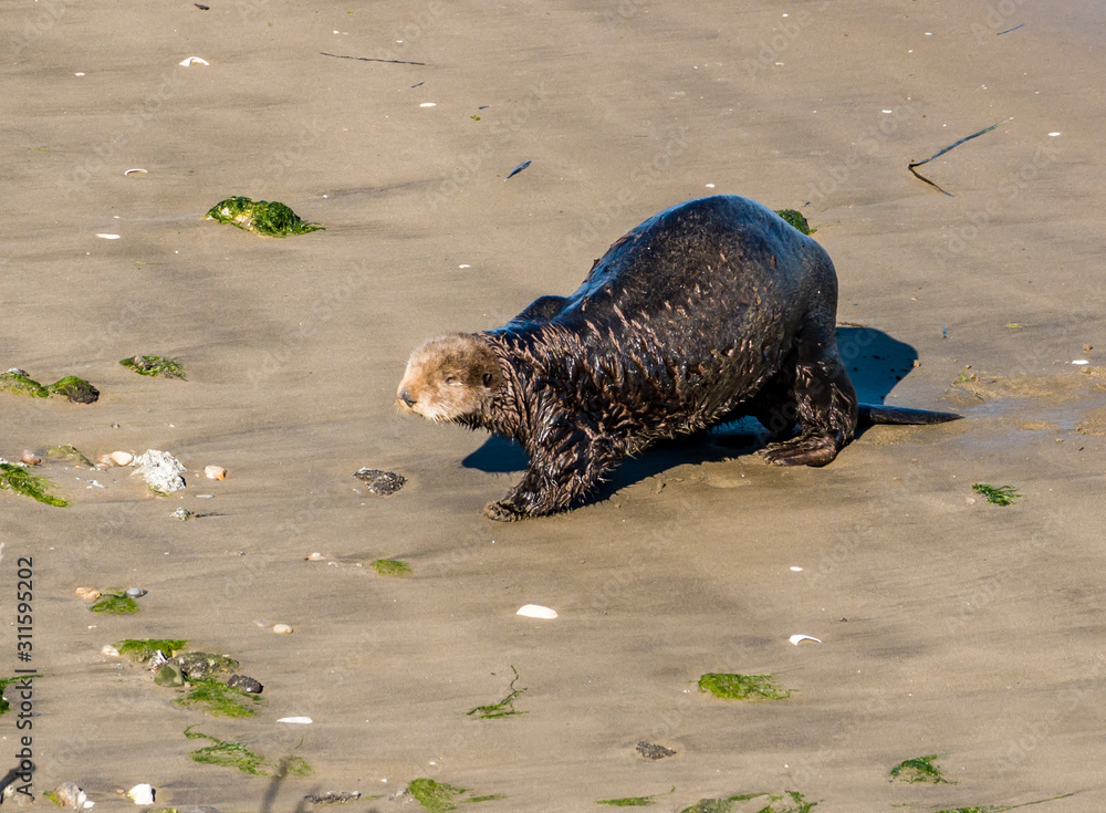 Fototapeta premium A Southern Sea Otter leaves the water to rest in the sand in Moss Landing, along the Monterey Bay of the Pacific Ocean in the central coast of California. 