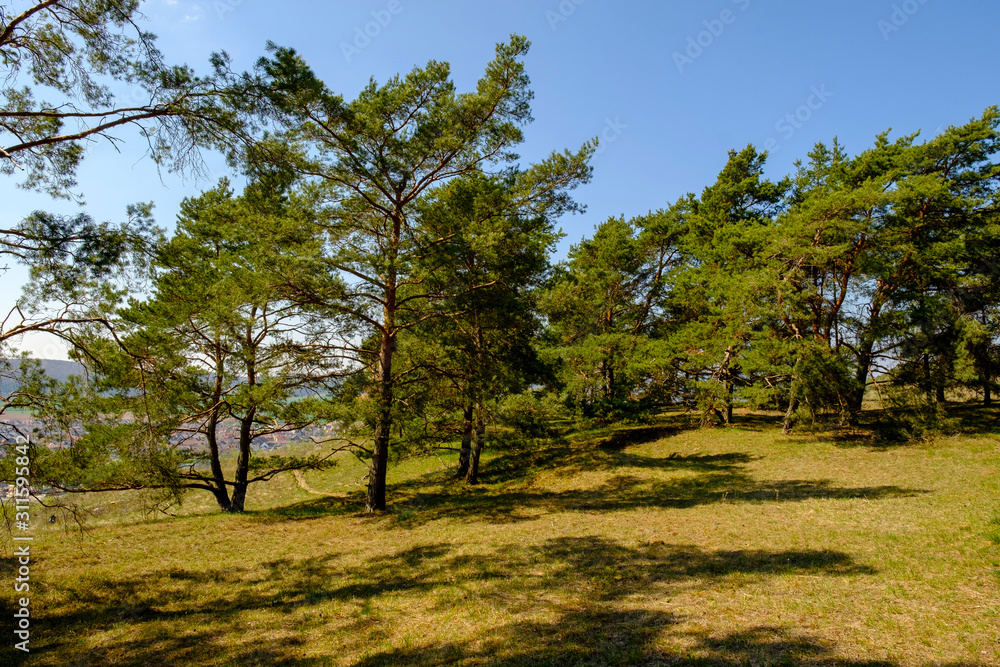 Naturschutzgebiet Grainberg-Kalbenstein