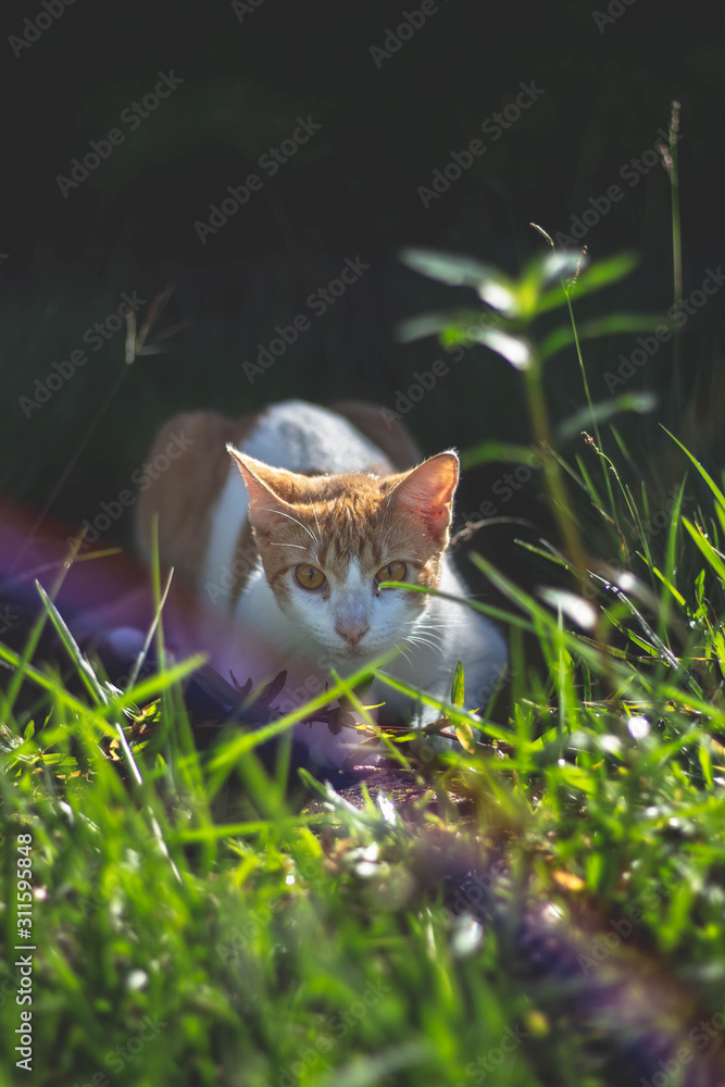 Fototapeta premium cat