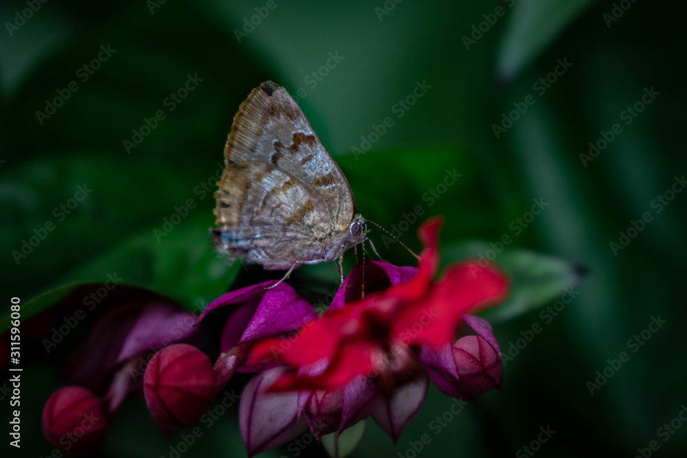 Obraz premium ButterFly