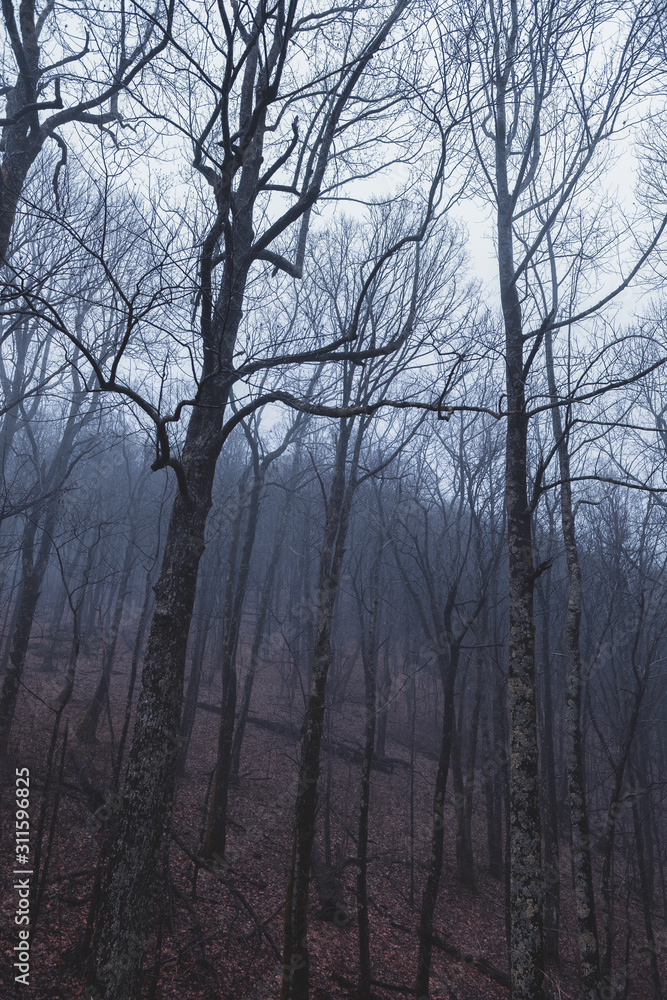 Fototapeta premium dark foggy moody forest