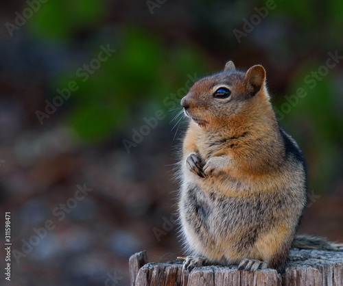 Profile of Adorable Fat Chipmunk Sitting on Tree Stump