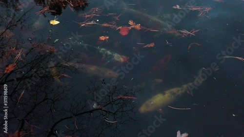 Koi fish pond with sleepy carps moving slow from above viewing