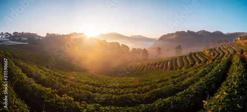 Panorama view of Sunrise and foggy mountain veiw of tea plantation at Chiang Mai  Thailand