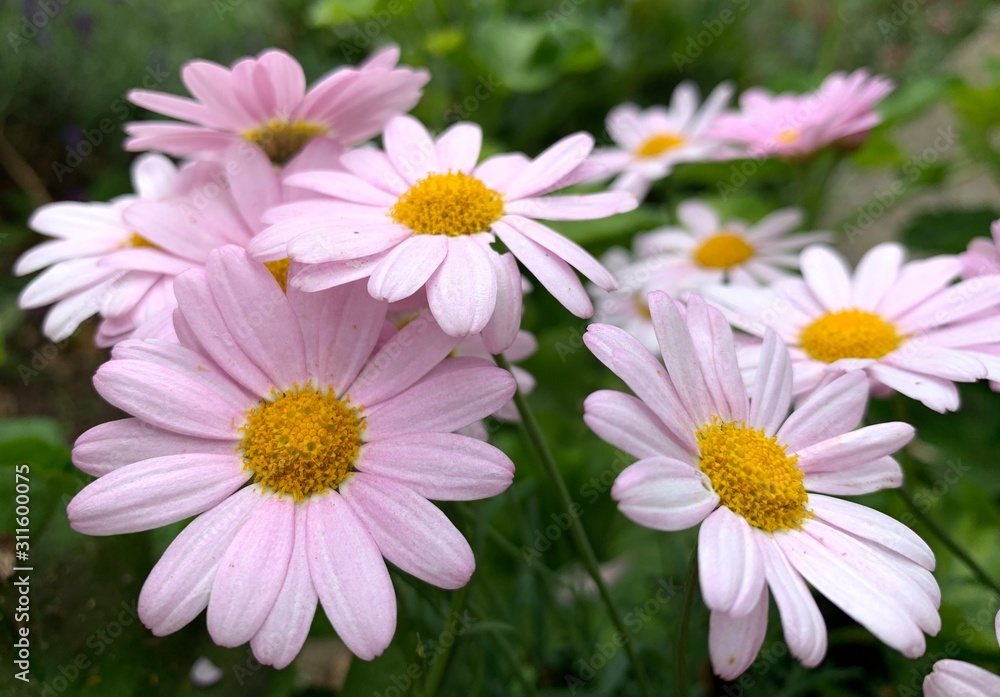 Close up of beautiful fresh pink margurite daisy flowers against foliage background Close up of beautiful fresh pink margurite daisy flowers against foliage background