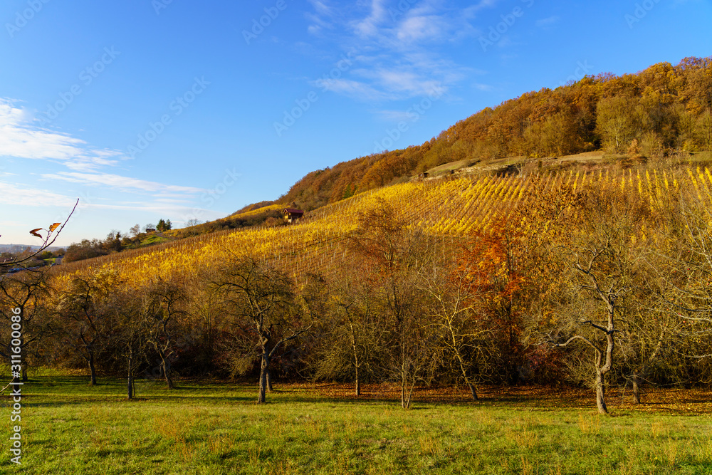 Naklejka premium Weinberge im Abt-Degen-Weintal bei Ziegelanger, Ortsteil von Zeil am Main, Landkreis Haßberge, Unterfranken, Franken, Bayern, Deutschland