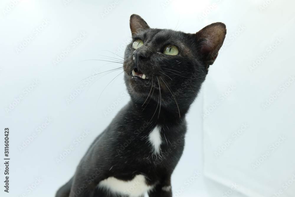 black cat on white background