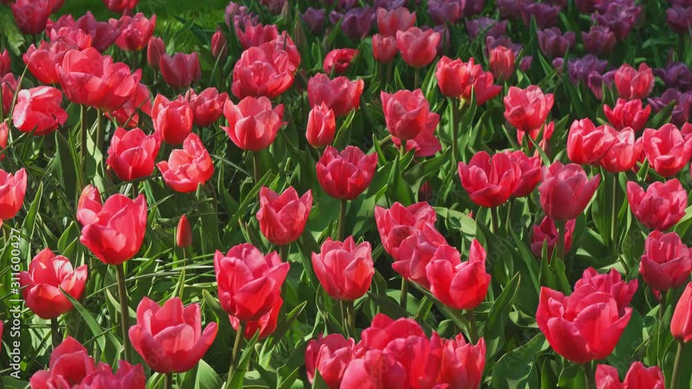 Beatiful red tulips in the park. Nature and relax concept Beatiful red tulips in the park. Nature and relax concept