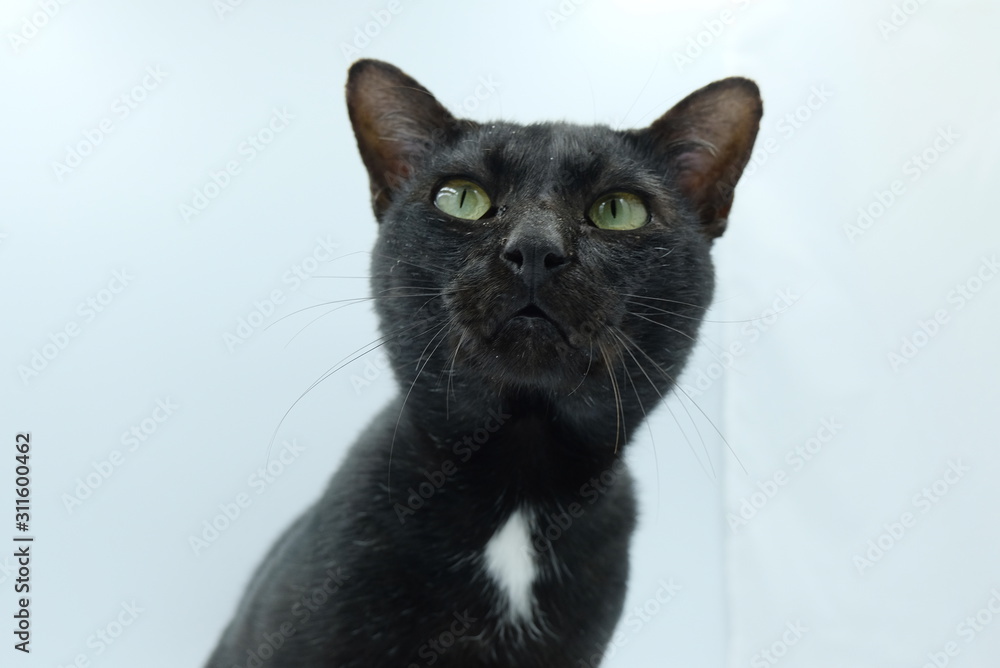 cat on black background cat on black background