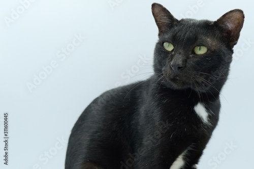 black cat isolated on white background
