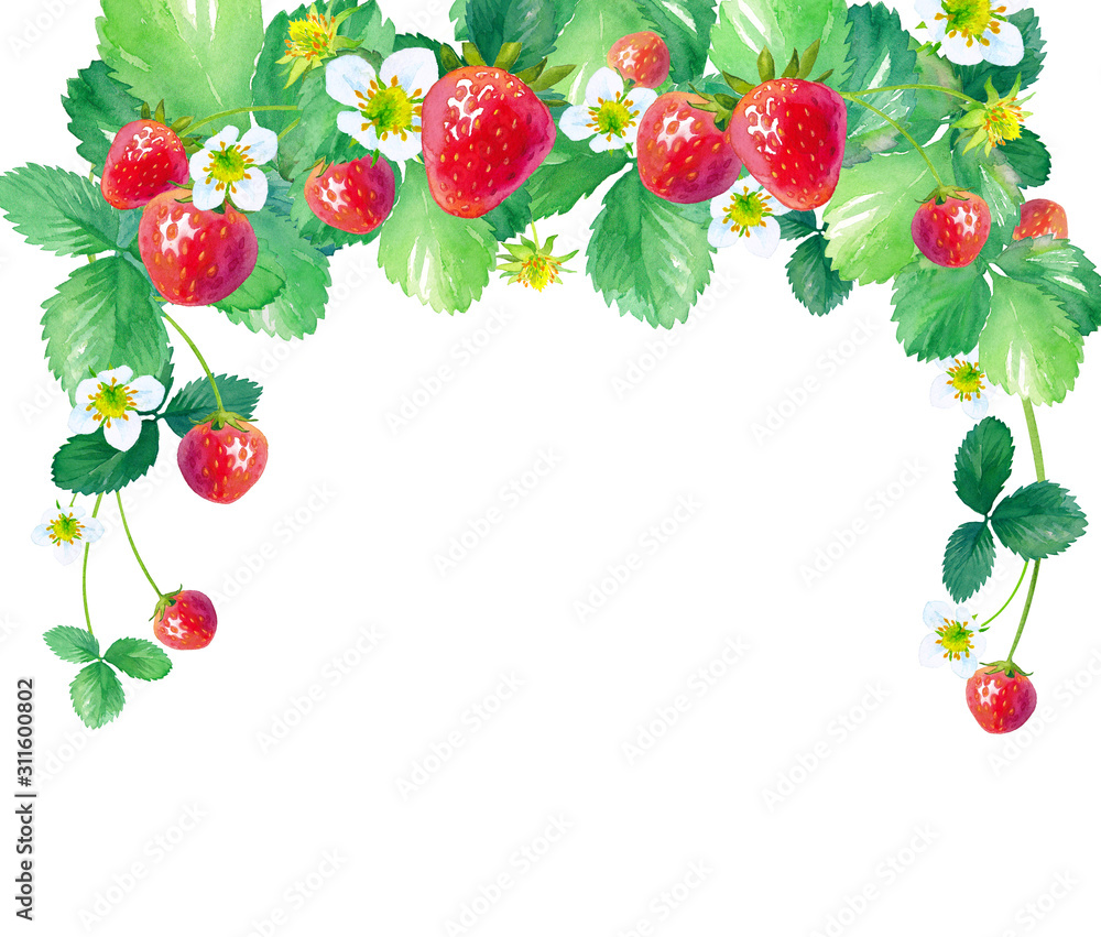 イチゴのアーチ型フレーム 水彩イラスト Stock Illustration Adobe Stock