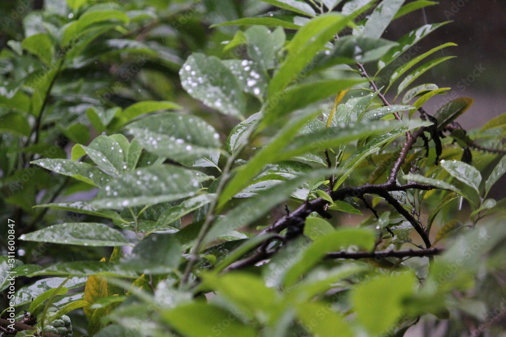 Leaves Leaves