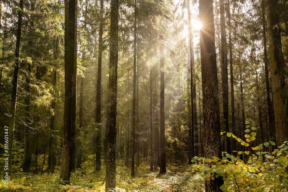 Obraz premium Beautiful forest in spring with bright sun shining through the trees.