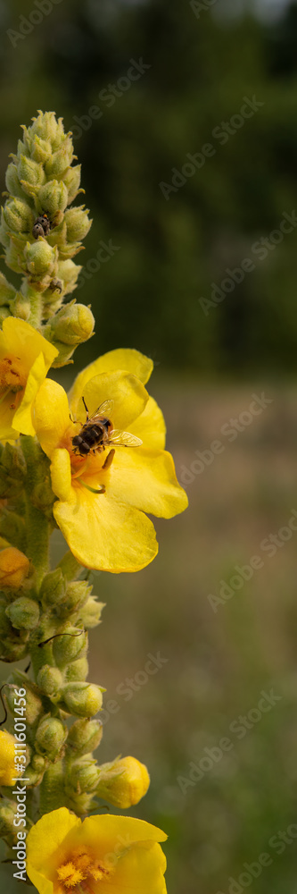 Blooming Mullein on the Meadow and Bee Gathering Nectar, Close-up. Blooming Mullein on the Meadow and Bee Gathering Nectar, Close-up.