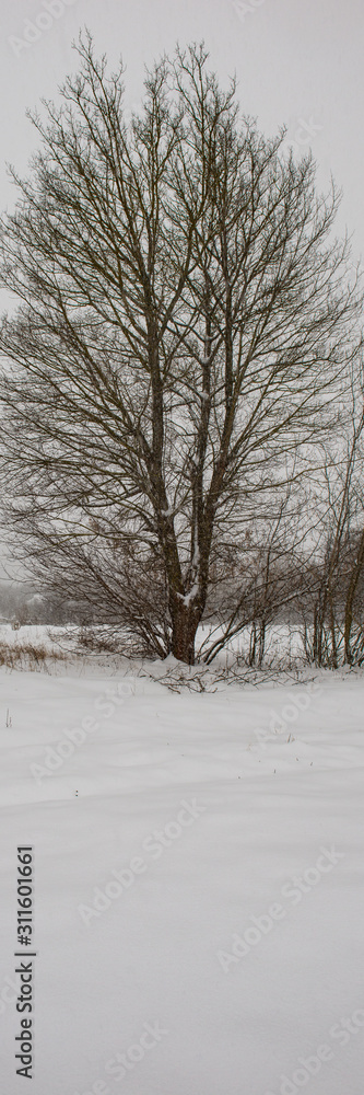 Single tree on a background of snow in a winter meadow. Single tree on a background of snow in a winter meadow.
