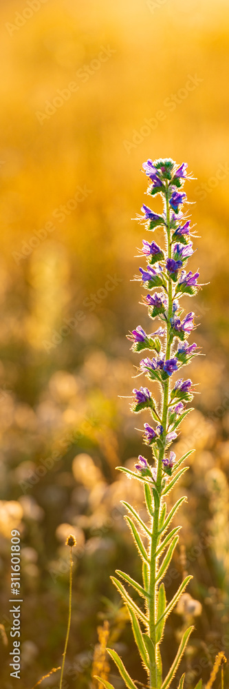 Meadow Purple Flower on Golden Morning Light Background.
