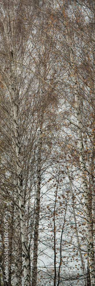Birch Trees in Autumn Forest on Cloudy Weather. Birch Trees in Autumn Forest on Cloudy Weather.