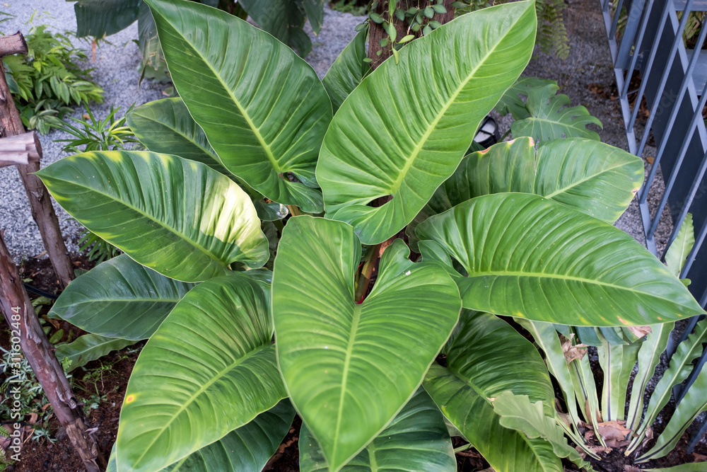 Green leaves pattern background Green leaves pattern background