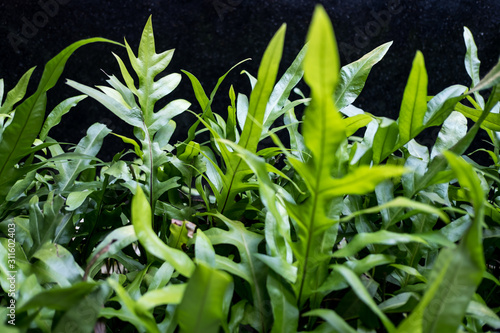 Green leaves pattern background