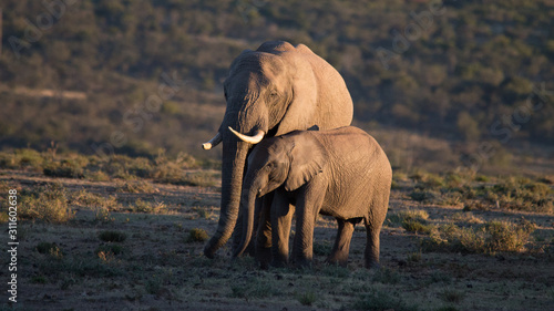 mother and baby elephant
