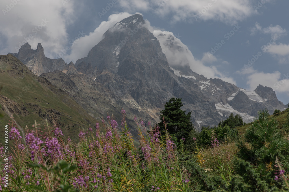 Wildflowers in the Caucasus Mountains of Georgia
