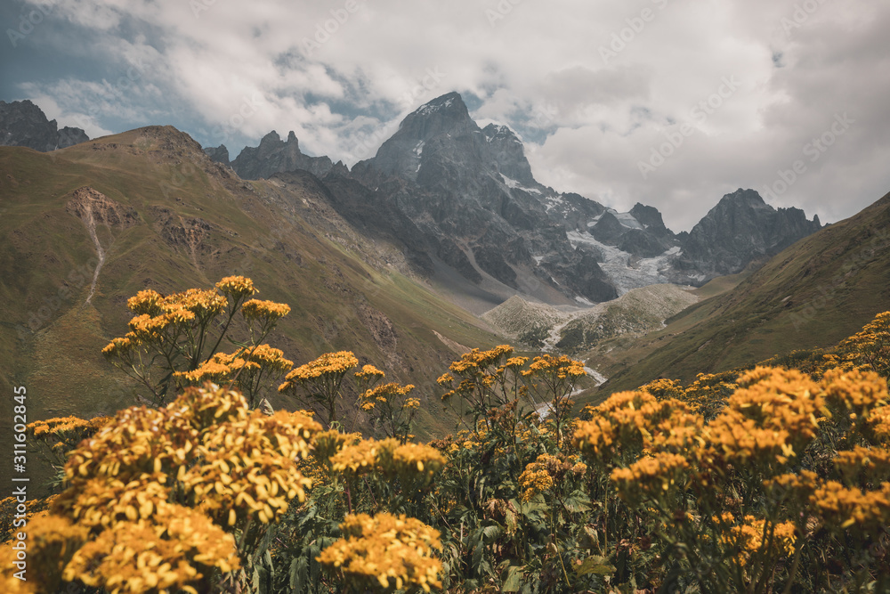 Yellow wildflowers in a meadow with dramatic mountain peak