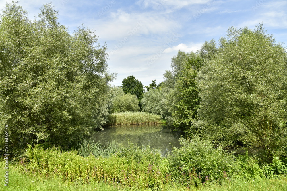 Fototapeta premium Marre entourée de végétation sauvage près du domaine Coloma à Sint-Pieter-Leeuw