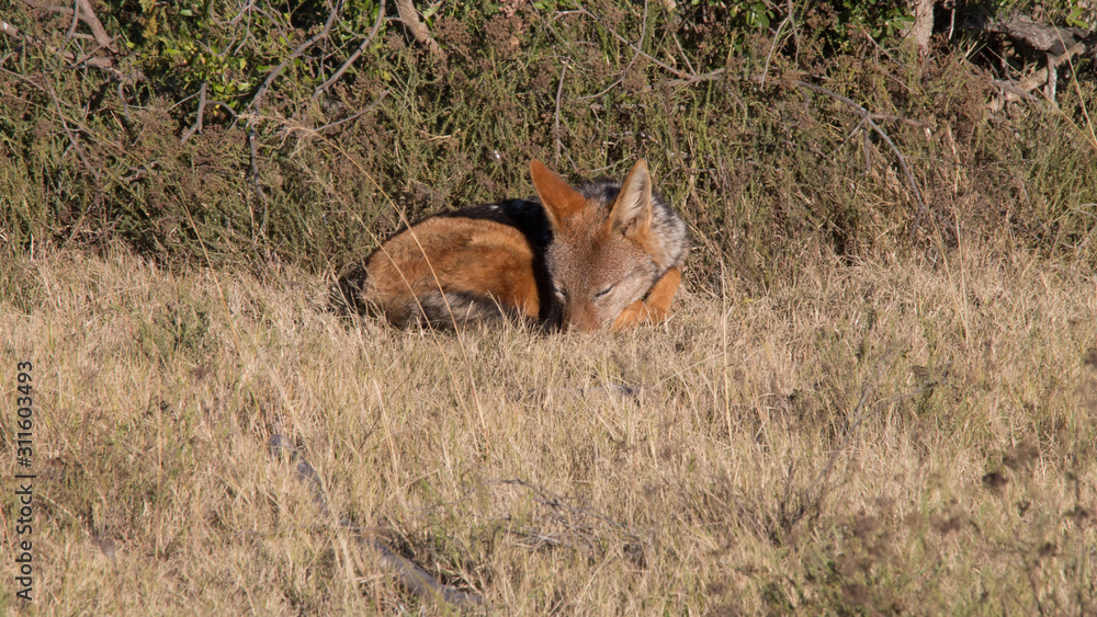 Obraz premium black backed jackel in africa