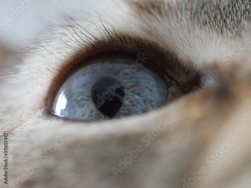 Close up of cute fluffy beige white cats marbled blue eye