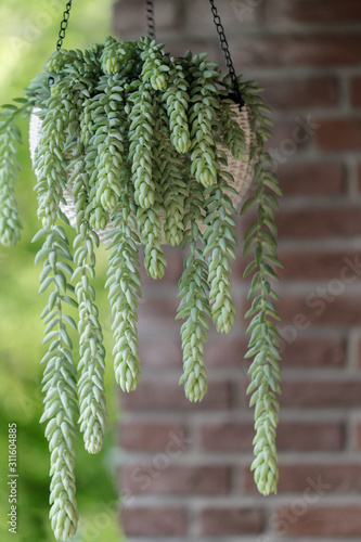 Succulent sedum morganianum (the tail of the donkey) in a white pot. Home und garden flowers photo