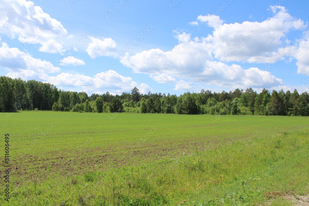Summer field with trees under a blue sky, with clouds.