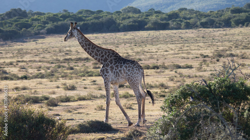 Canvas Print giraffe in africa
