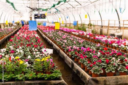blurred interior of an industrial greenhouse with flowers