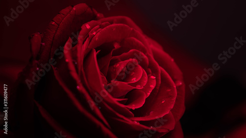 Red rose flower 