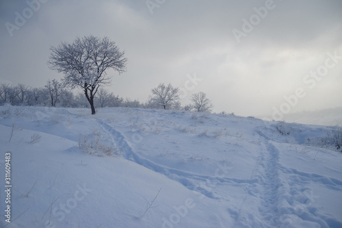 Tree and trail on a snowy shore