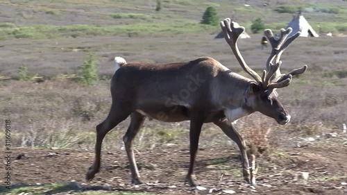 Mongolia. Darkhat basin. The camp of reindeer herders. Deer. photo