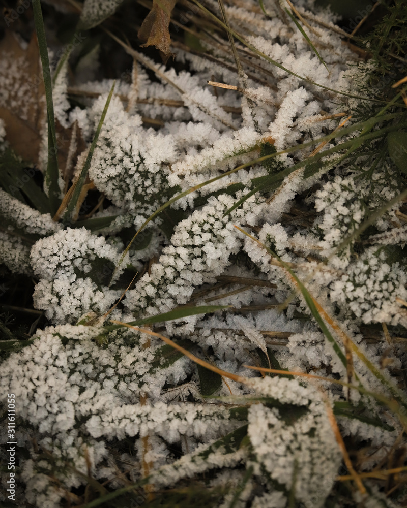 autumn leaves on the ground