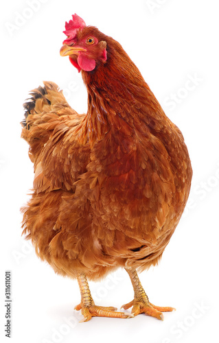 Foto Brown hen isolated.