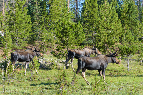 Fototapeta Naklejka Na Ścianę i Meble -  Shiras Moose in Colorado. Shiras are the smallest species of Moose in North America