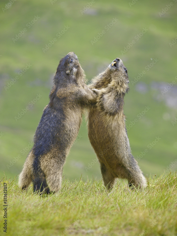 Fototapeta premium Murmeltier, Grossglockner Hochalpenstrasse, Österreich, Kärnte