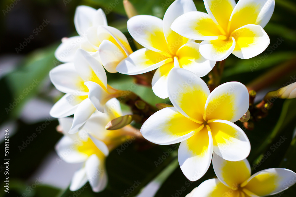 Fototapeta premium Soft frangipani flower or plumeria flower bouquet on tree branches. Plumeria is a white and yellow petal, and flowering is beauty in Asia, tropical climate.