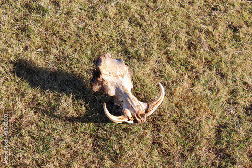 skull of a warthog