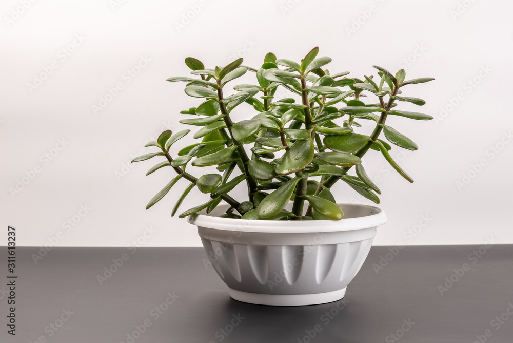 Succulent houseplant Crassula in a pot on black shelf against white background Succulent houseplant Crassula in a pot on black shelf against white background