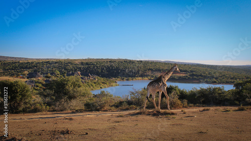 giraffe with lake and mountains on safari